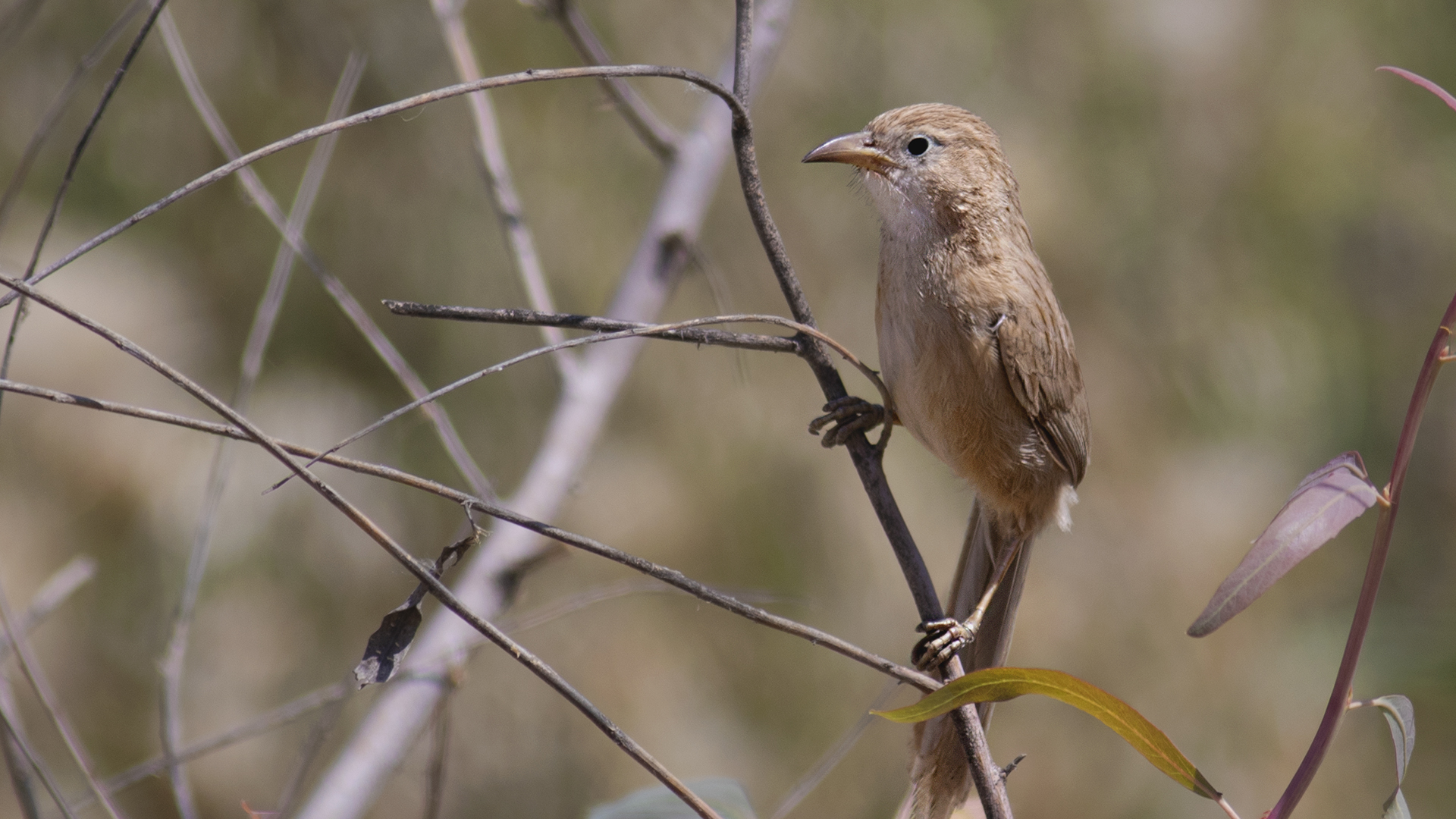 Iraq Babbler